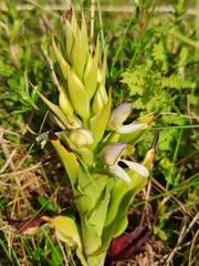 Disa cornuta