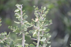Schinus johnstonii