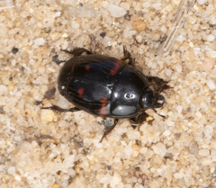 Hister quadrinotatus