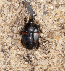 Hister quadrinotatus