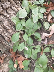 Antennaria plantaginifolia