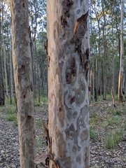 Corymbia citriodora