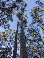 Corymbia citriodora