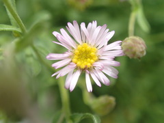 Vittadinia cuneata