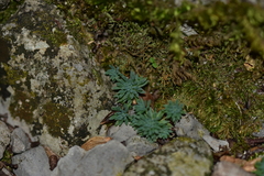 Sedum hispanicum