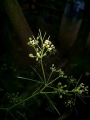 Cyclospermum leptophyllum