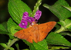 Dyscophellus diaphorus