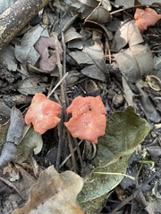 Cantharellus coccolobae