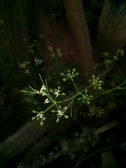 Cyclospermum leptophyllum