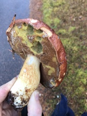 Butyriboletus regius