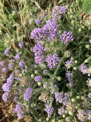 Aspalathus cephalotes