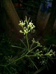 Cyclospermum leptophyllum