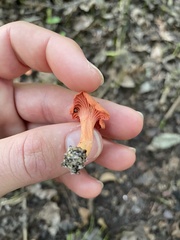 Cantharellus coccolobae