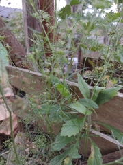 Cyclospermum leptophyllum