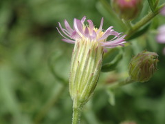 Vittadinia cuneata