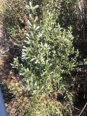 Baccharis pilularis consanguinea