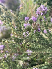 Aspalathus cephalotes