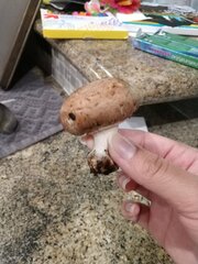 Agaricus bisporus