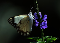 Belenois creona severina
