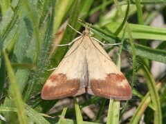 Pyrausta semirubralis
