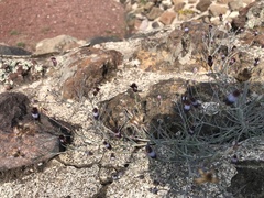 Porophyllum linaria