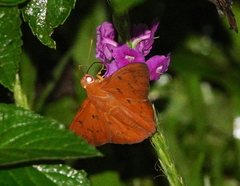 Dyscophellus diaphorus