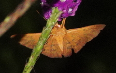 Dyscophellus diaphorus