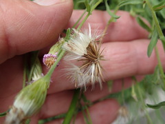 Vittadinia cuneata