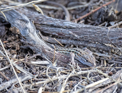 Psammodromus occidentalis