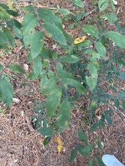Ulmus alata