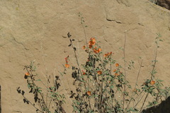 Sphaeralcea incana