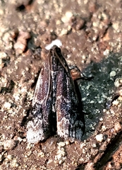 Euzophera semifuneralis