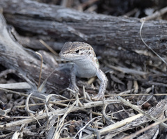 Psammodromus occidentalis