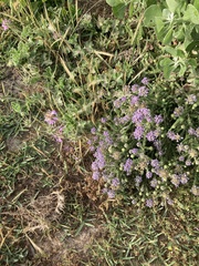 Aspalathus cephalotes