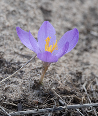 Crocus serotinus