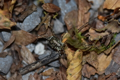 Lacinius