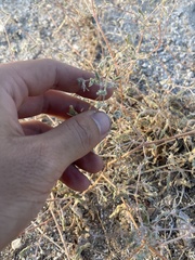 Kallstroemia californica