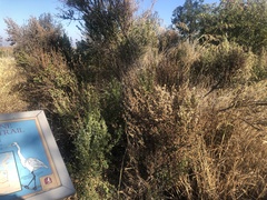 Baccharis pilularis consanguinea