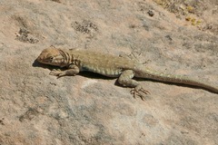 Uta stansburiana uniformis