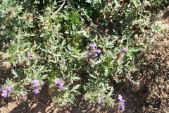 Glandularia wrightii