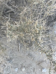 Atriplex polycarpa