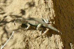 Uta stansburiana uniformis