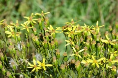 Senecio spartioides