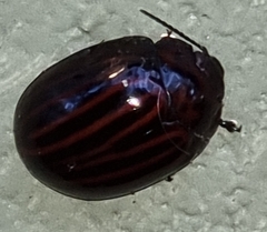 Paropsisterna octolineata