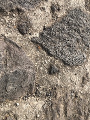 Pogonomyrmex barbatus