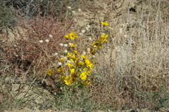 Verbesina encelioides