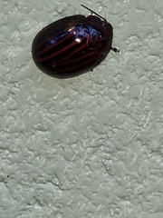 Paropsisterna octolineata