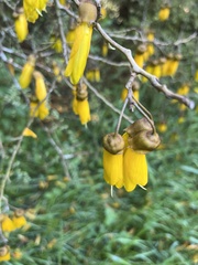 Sophora
