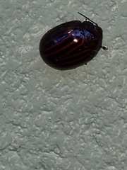 Paropsisterna octolineata