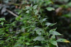 Parietaria officinalis